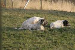 Cachorros disfrutando del jardin 2 meses y medio